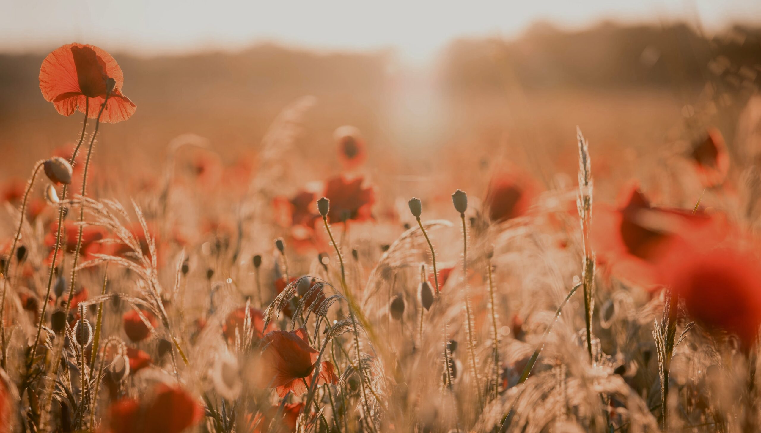 Your investment impact is growing